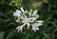 Agapanthus