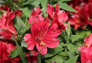 Alstromeria