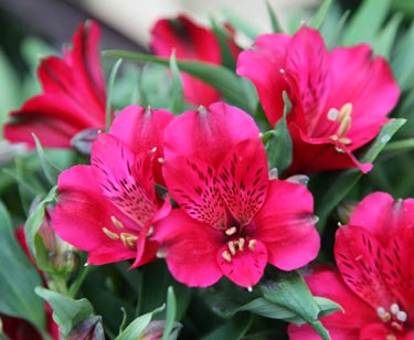 Alstroemeria