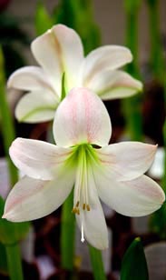 Amaryllis