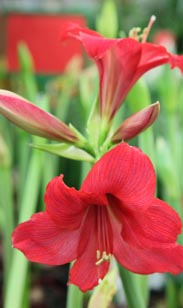 Amaryllis