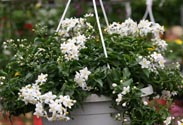 Jasmin-Ampeln