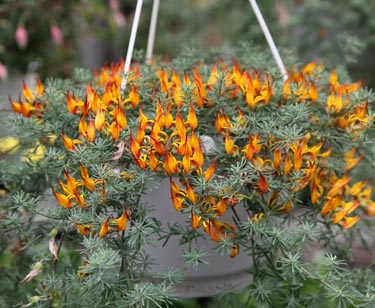 Ampeln versch. bepflanzt