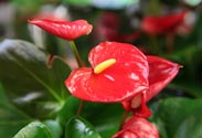 Anthurie