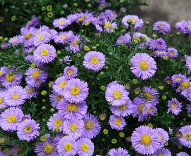 Aster