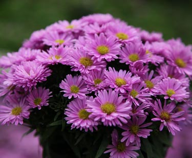 Aster