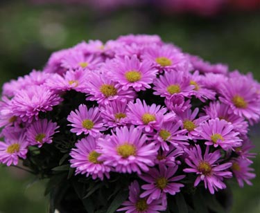 Aster