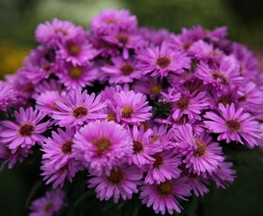 Aster