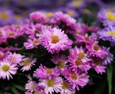Aster
