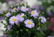 Aster