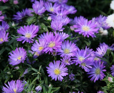 Aster
