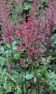 Astilbe