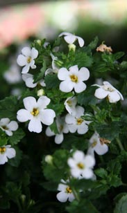 Bacopa