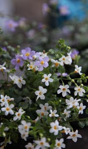 Bacopa