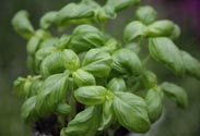 Basilikum