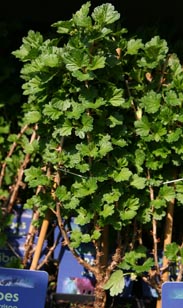 Beerenobst Stachelbeere