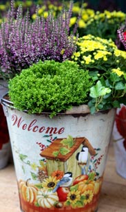 Bepflanzter Eimer