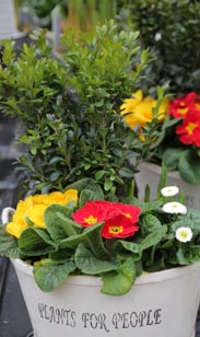 Bepflanzter Frühlingstopf