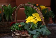 Bepflanzter Fr&uuml;hlingskorb