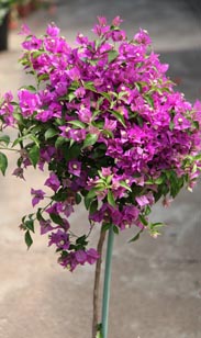 Bougainvillea