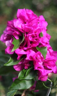 Bougainvillea