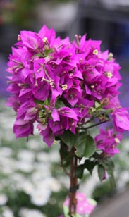 Bougainvillea
