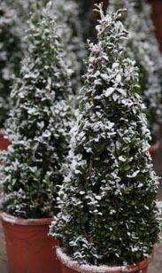 Bux-Pyramide mit Schnee-Deko