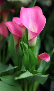 Calla