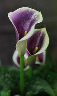 Calla