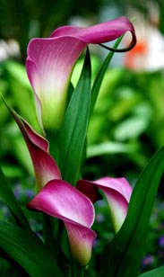 Calla