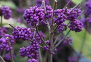 Callicarpa