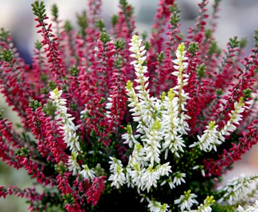 Calluna Beauty Lady