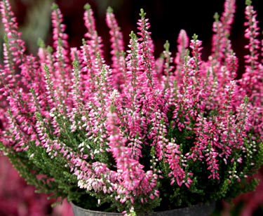 Calluna