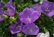 Campanula