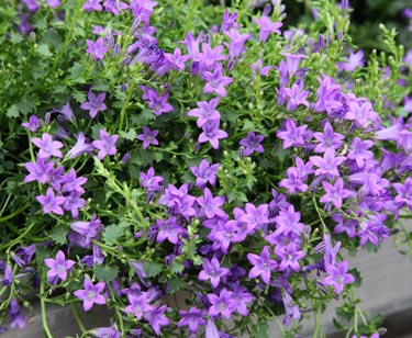 Campanula
