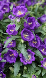 Campanula