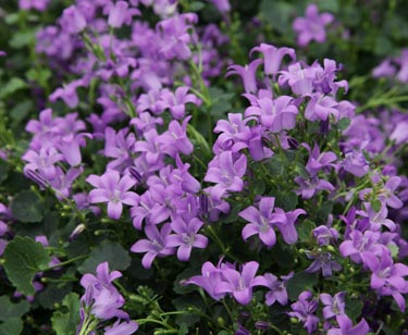 Campanula
