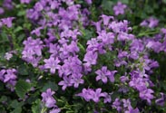 Campanula