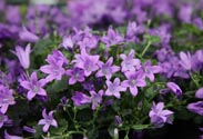 Campanula