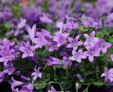Campanula
