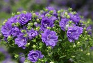Campanula