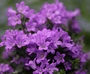 Campanula