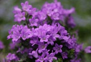 Campanula