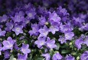 Campanula