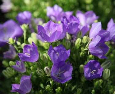Campanula