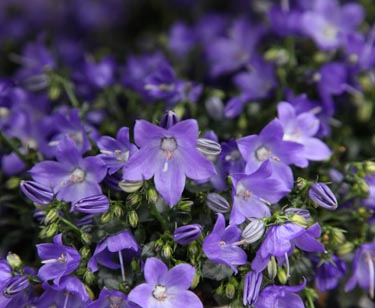 Campanula