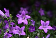 Campanula