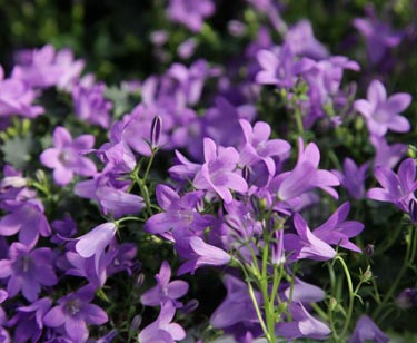 Campanula