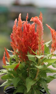 Celosia