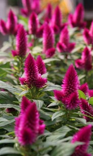 Celosia